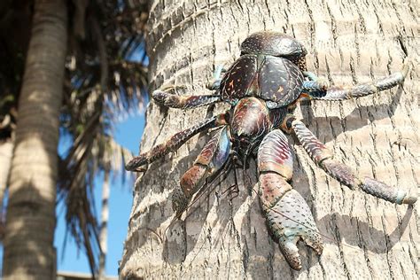 Where Are Coconut Crabs Found