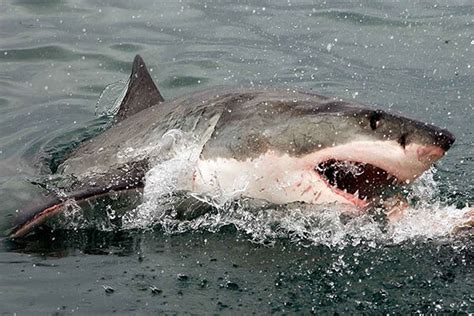 Shark Diving Mossel Bay | Great White Sharks | Top Sightings