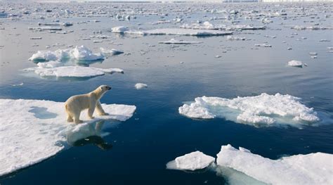 Top 10 facts about polar bears | WWF