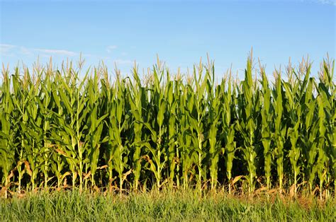 Corn Field Wallpapers - Wallpaper Cave