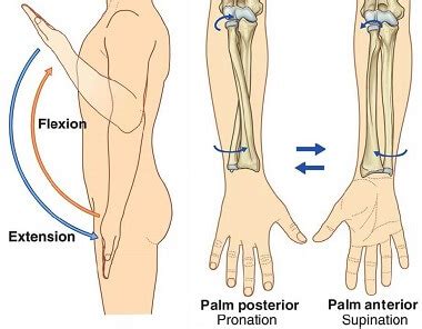 Range Of Motion Of The Elbow Joint A Flexion