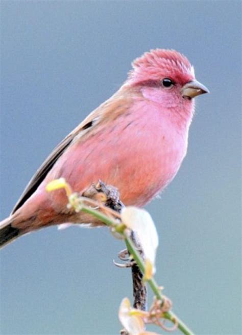 I present to you the rose finch. : r/RealLifeShinies