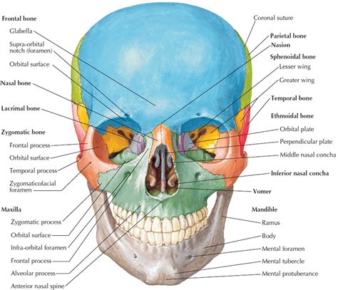 Human Skeleton - Skeletal System Function, Human Bones