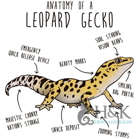 Anatomy Of A Leopard Gecko | ubicaciondepersonas.cdmx.gob.mx