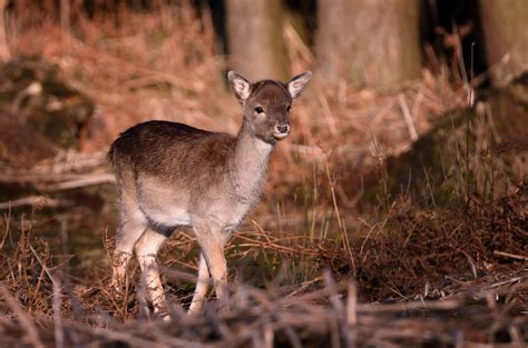 Fallow Deer Fawn (Explored) | From a small herd we saw on ou… | Flickr