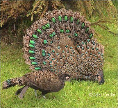 Peacock and Pheasant Hybrid | Pet birds, Beautiful birds, Colorful birds