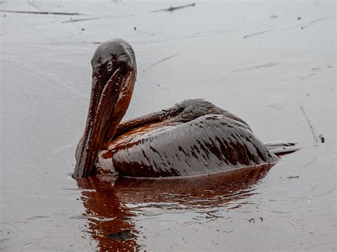 Seabird losses from Deepwater Horizon oil spill estimated at hundreds ...