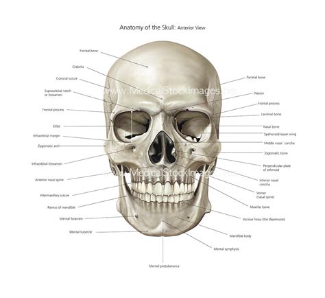 Anatomy of Skull Illustration | Anterior View Labelled – Medical Stock ...