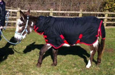 4 Best Donkey Blankets for MAXIMUM WARMTH - Own the Horse