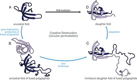 Creative destruction: Probing the evolution of proteins