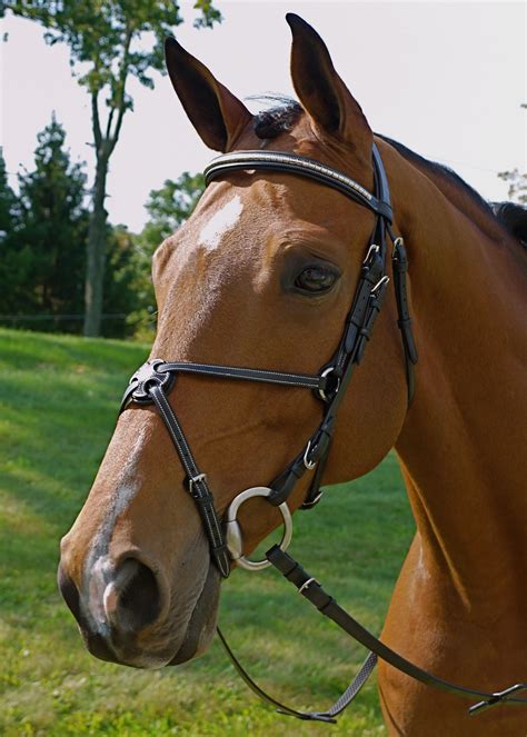 Kingsbury figure eight bridle. Make a statement with the Kingsbury ...