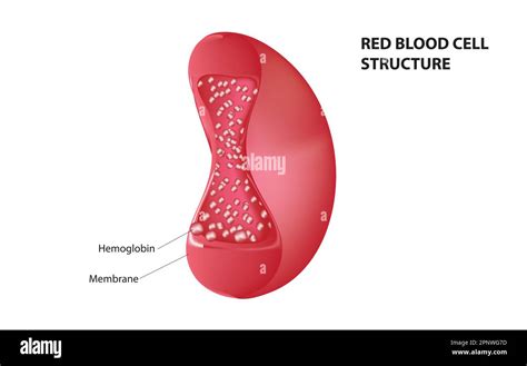 Red blood cell structure Stock Vector Image & Art - Alamy