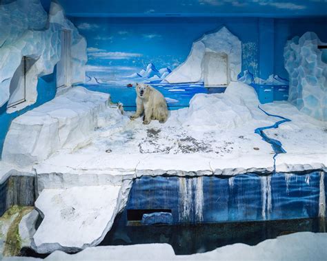 Heartbreaking photos of the constricted habitats of polar bears in ...