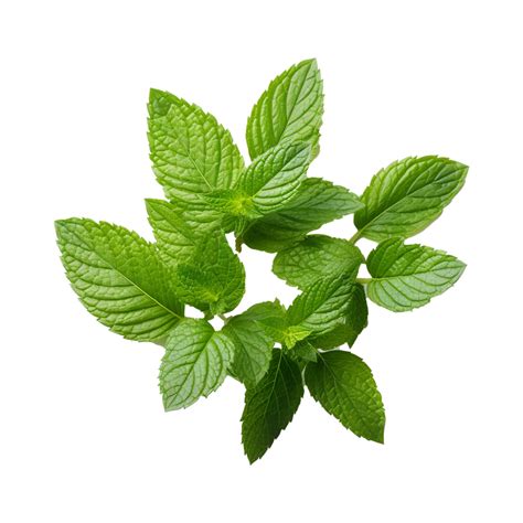 AI generated Mint leaves png isolated on transparent background ...