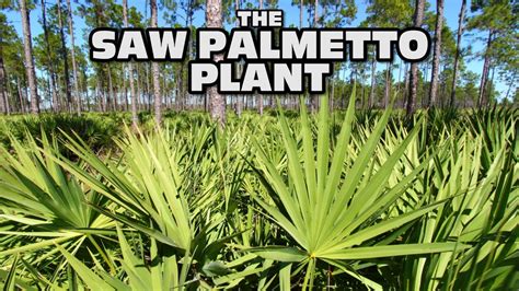 Saw Palmetto Plant - Ripe Fruit used for Medicine (health benefits for ...