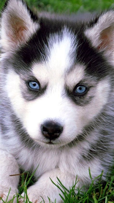 Husky Puppies Wallpapers - Top Free Husky Puppies Backgrounds ...