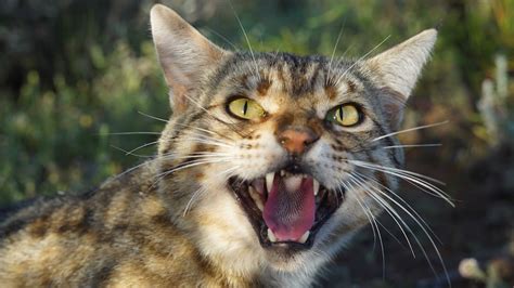 Scientists hope survey into feral cat behaviour in tropical Qld will ...