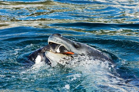 Antarctic Leopard Seals