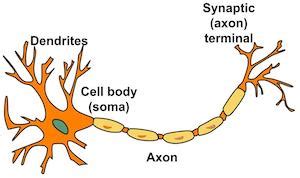 Dendrite | Definition, Function & Dysfunction - Video & Lesson ...