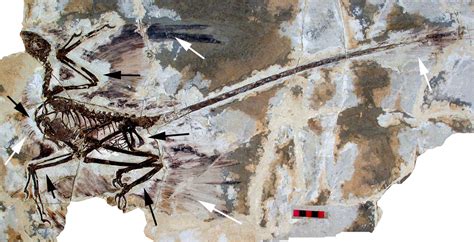 Microraptor zhaoianus - Beschreibung, Dinodata.de