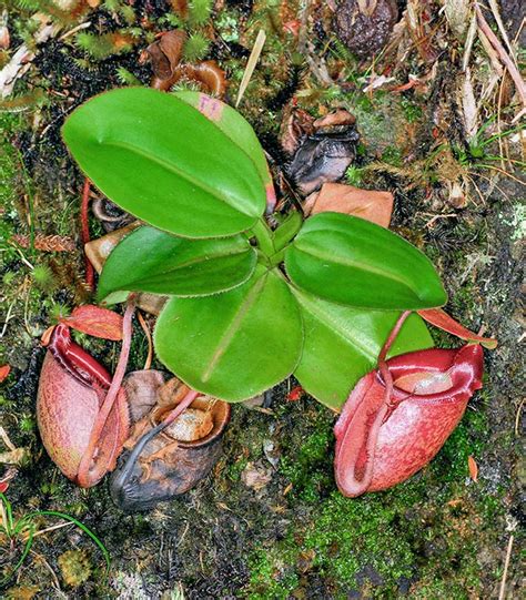 Nepenthes rajah - Monaco Nature Encyclopedia