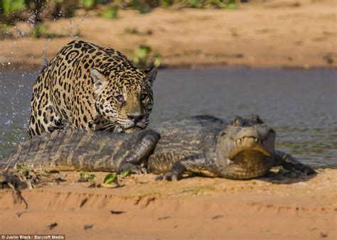 Jaguar hunts caiman (10 pics) | Amazing Creatures