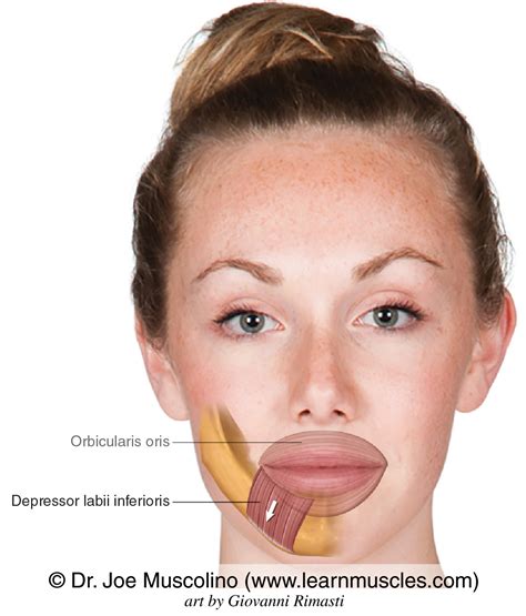 Depressor Labii Inferioris - Learn Muscles