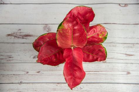 10 Houseplants With Red Leaves | Harper's Nurseries