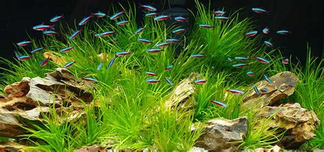 Tips for Single-Species Aquariums | Tropical Fish Hobbyist Magazine