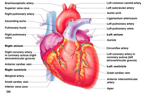 Labeled Cardiac Muscle - koibana.info | Human heart anatomy, Heart ...