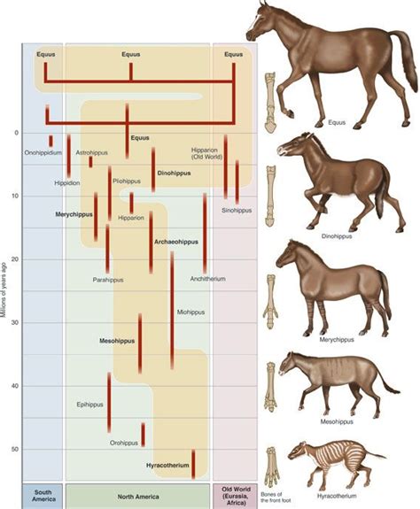 Evolution Of The Horse Worksheet