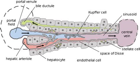 Liver Histology Kupffer Cells