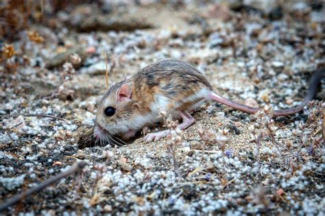 Endangered kangaroo rats now wearing backpacks in wash near Redlands ...