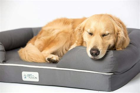 The 5 Best Memory Foam Dog Beds