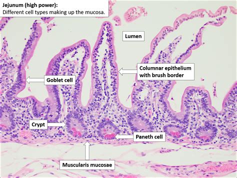 Small Intestine Histology