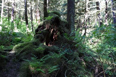 Ketchikan Alaska Rainforest Sanctuary