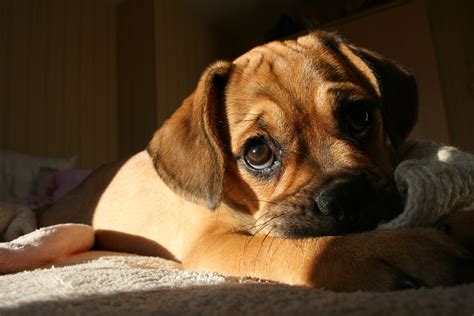 Puggle puppy | Puggle, Puggle puppies, Cute dog pictures