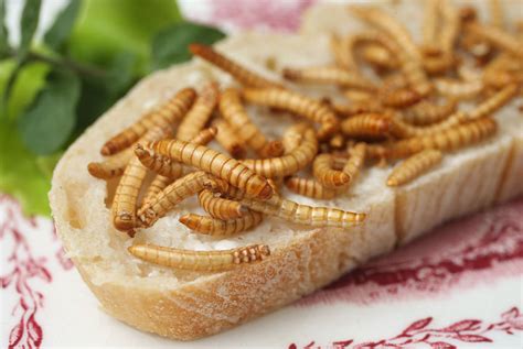 Edible Insects - Best Business Ideas 2017 - AskMen