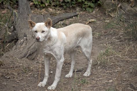 White dingo stock photo. Image of wild, animal, pack - 22743620