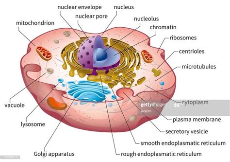 Eukaryotic cell diagram, vector illustration, text on own layer ...