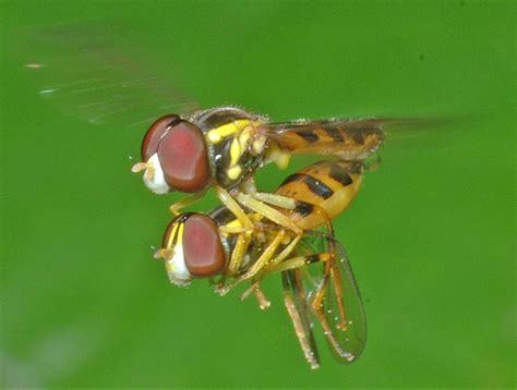 Syrphidae [ ]