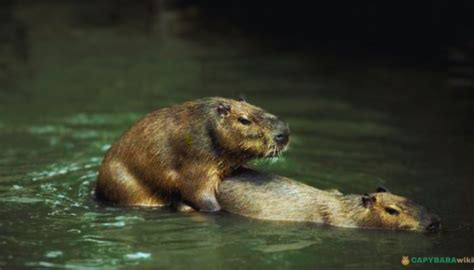 Capybara Mating & Reproduction