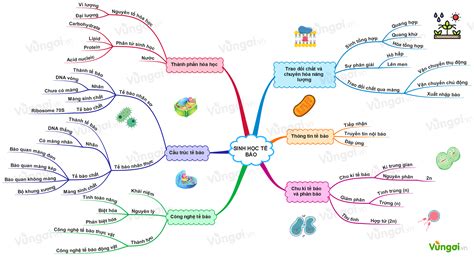 Hướng dẫn cách vẽ sơ đồ tư duy về tế bào Toàn tập từ A-Z