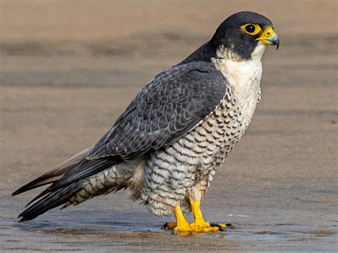 Peregrine Falcon - eBird