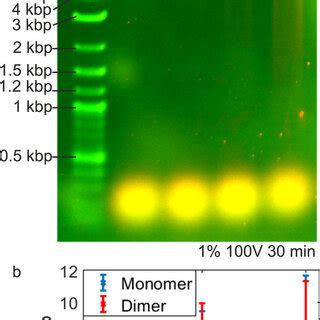 Acridine orange interaction with DNA origami imaged via gel ...