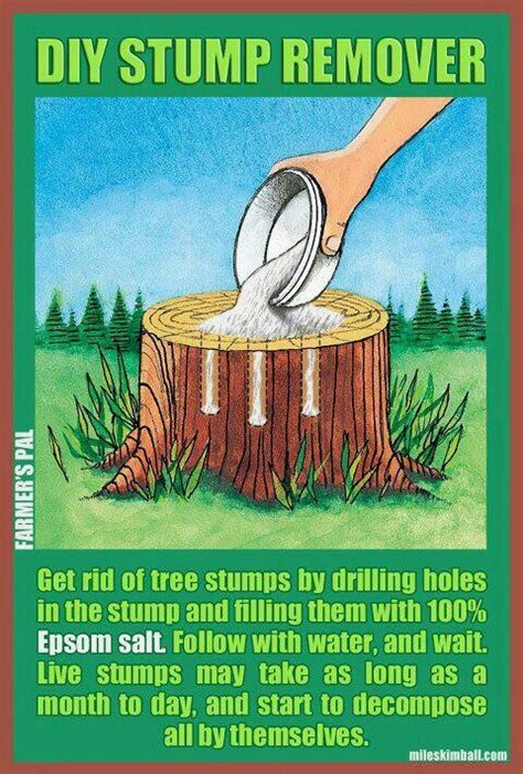 Diy Stump Removal Chemical / How to Remove a Tree Stump Painlessly in ...