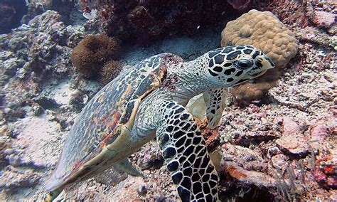 12 Grants Awarded to Sea Turtle Conservation Projects Worldwide ...