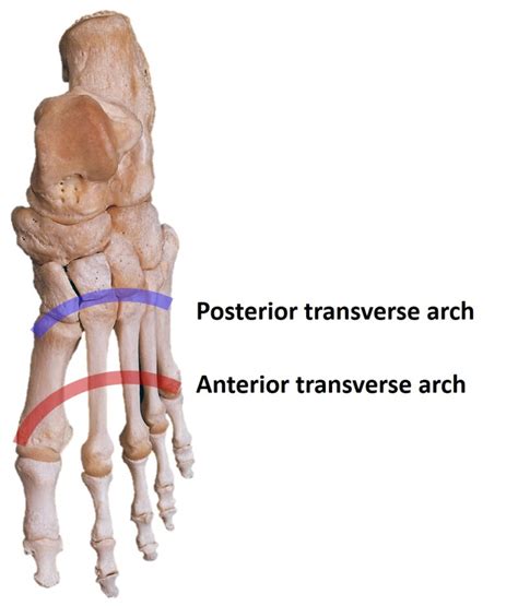 [Figure, Transverse Arches of the Foot Contributed by H Chauhan, MD ...