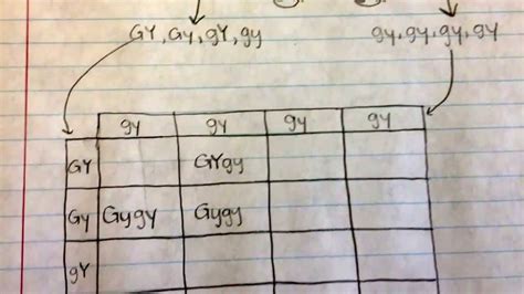 Dihybrid Punnett Square - What is a Punnett square / Dihybrid cross is ...