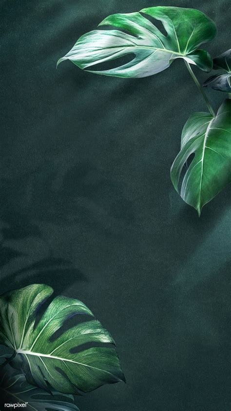 Download premium illustration of Green monstera leaves background ...